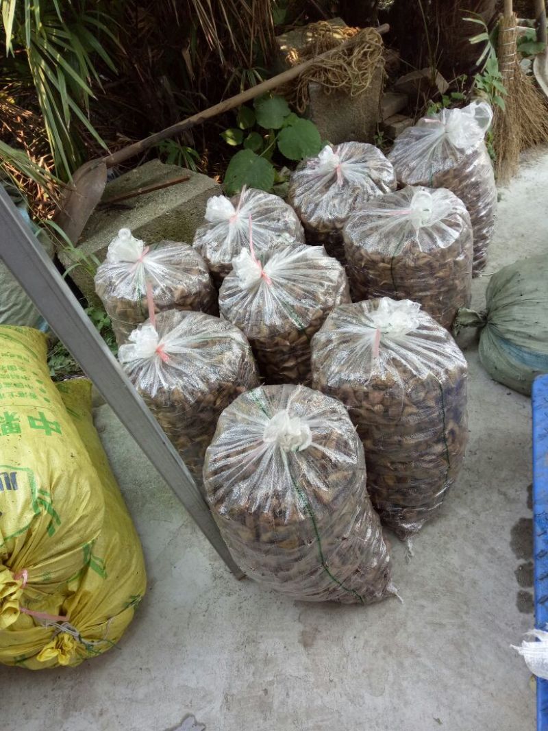 鲜艳菱角当天采摘，家菱