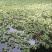 水红菱家菱