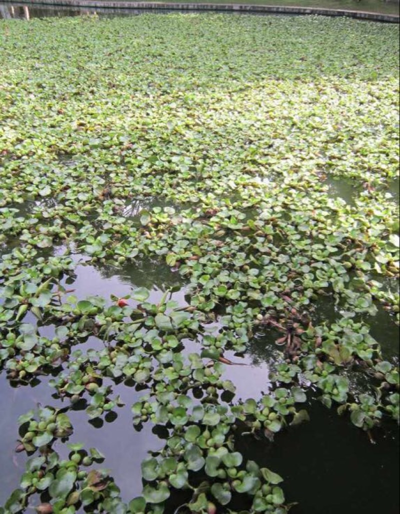 水红菱家菱