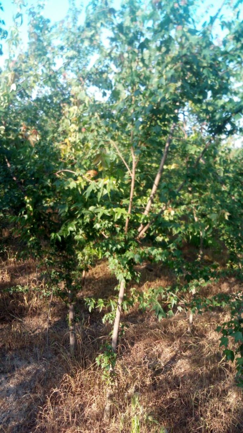 三角枫261~300cm