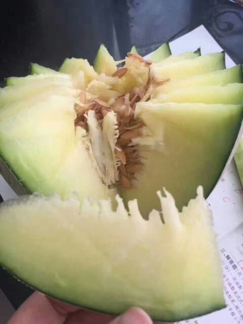 网纹瓜2斤以上椭圆形