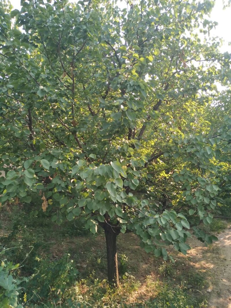 杏树16~18cm14~16cm4米以上