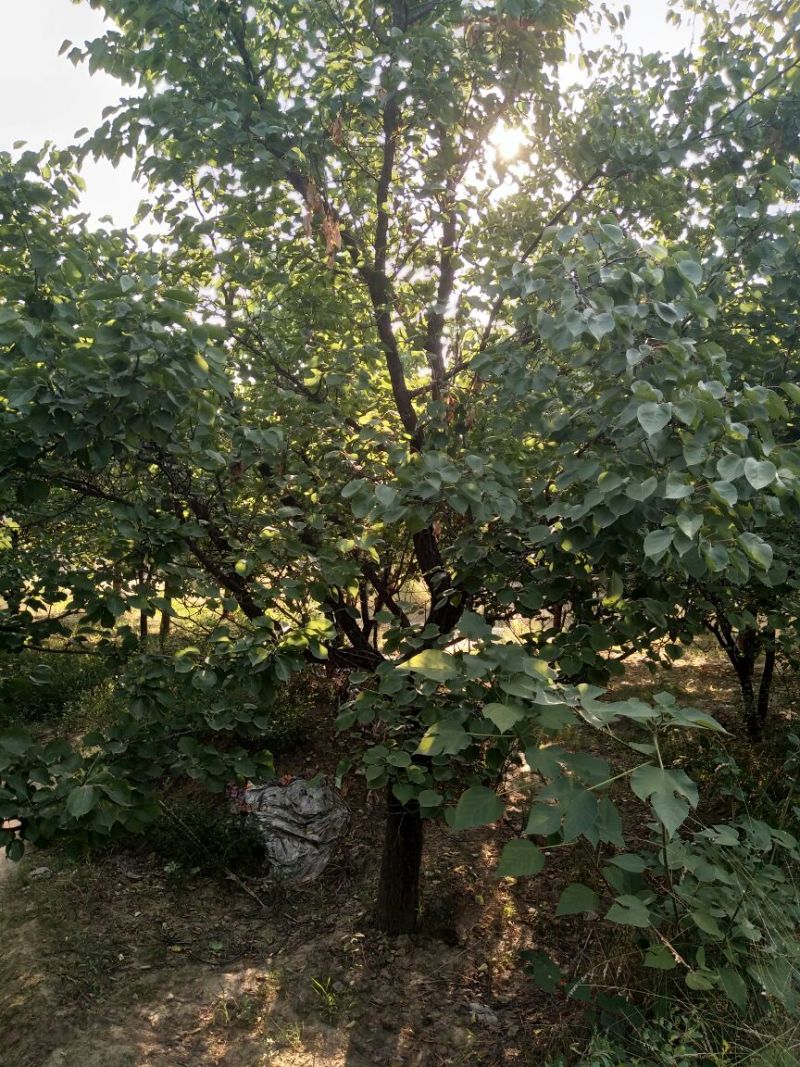 杏树16~18cm14~16cm4米以上