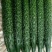 黄瓜鲜花带刺25-30公分