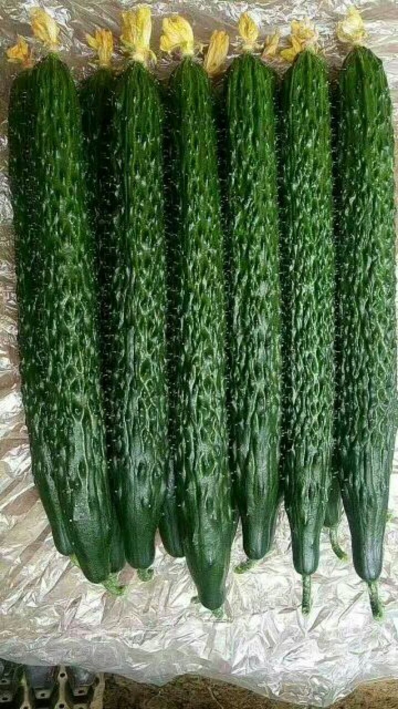 黄瓜鲜花带刺25-30公分