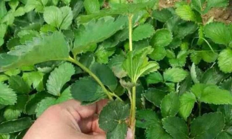出售章姬草莓苗红颜草莓苗菠萝草莓苗20~30cm