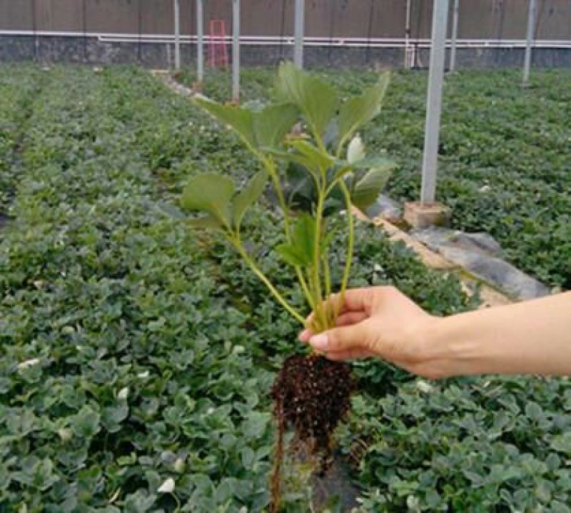 出售章姬草莓苗红颜草莓苗菠萝草莓苗20~30cm