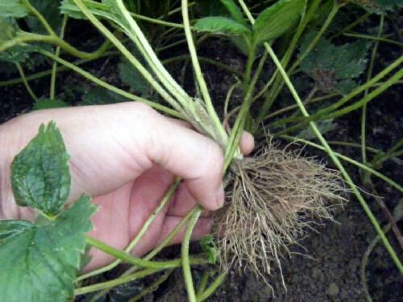 出售章姬草莓苗红颜草莓苗菠萝草莓苗20~30cm