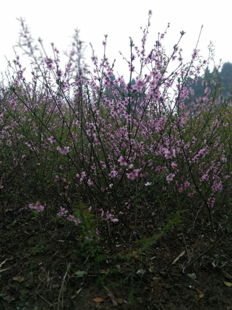 李子苗精品李子苗基因好青脆李子苗100~150cm