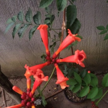 凌霄花