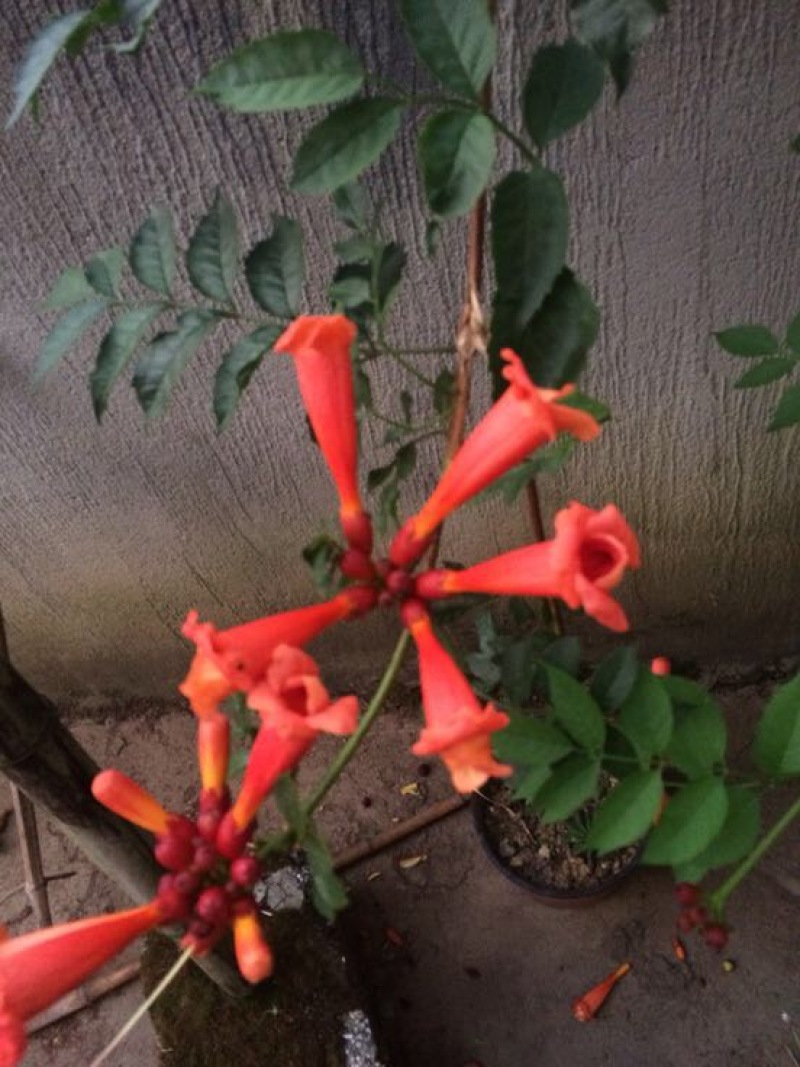 凌霄花