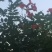 凌霄花