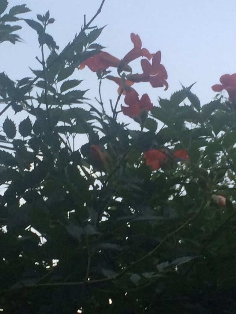 凌霄花