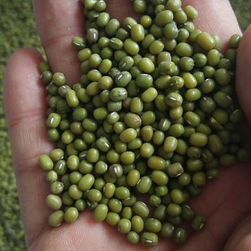 赤峰明绿豆芽豆专业芽豆发芽率高整车零担常年供货