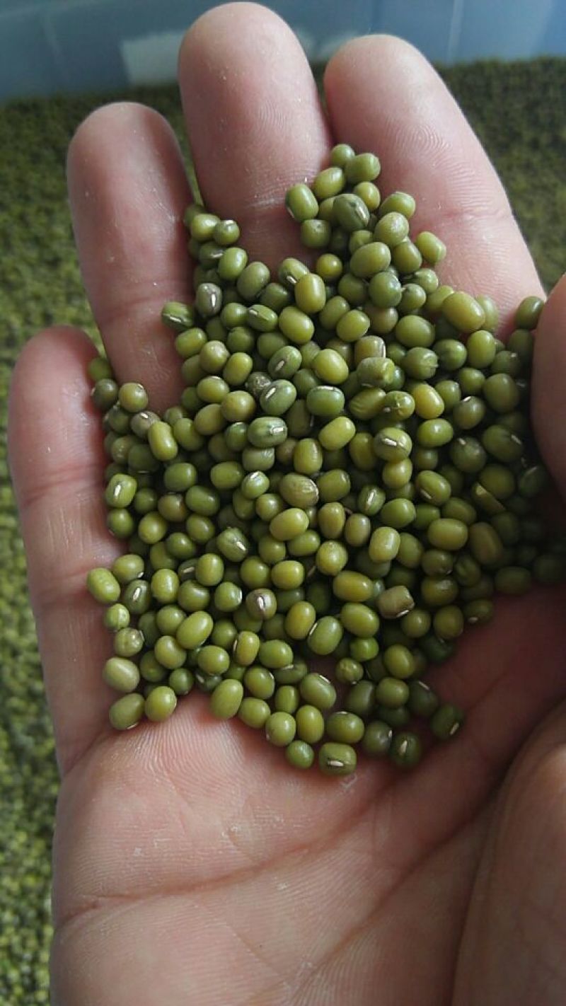 赤峰明绿豆芽豆专业芽豆发芽率高整车零担常年供货