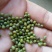 赤峰明绿豆芽豆专业芽豆发芽率高整车零担常年供货