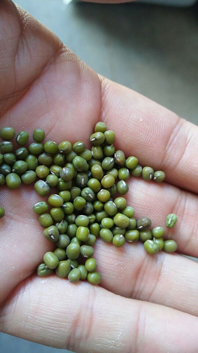 赤峰明绿豆芽豆专业芽豆发芽率高整车零担常年供货