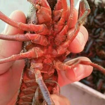 澳洲淡水小龙虾小龙虾主养5-7钱（25-35克）食用