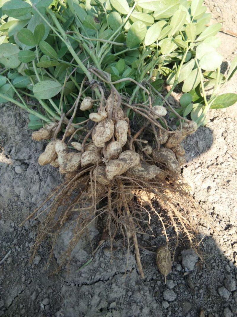 带壳花生鲜货带壳