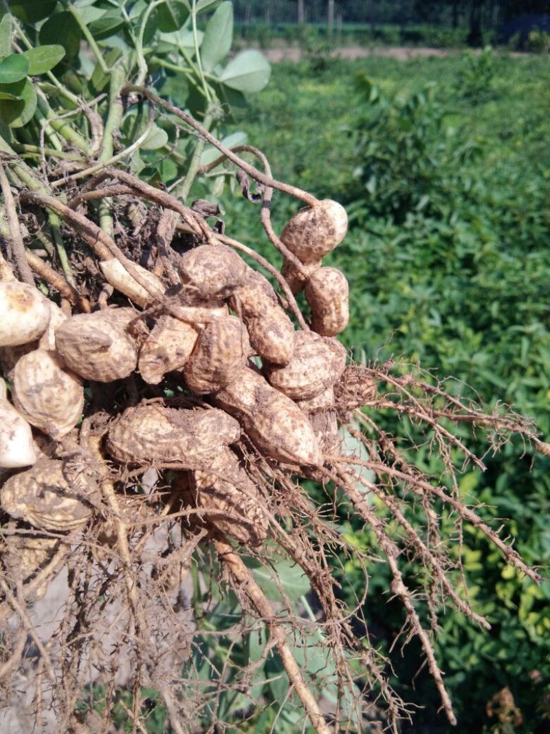 带壳花生鲜货带壳