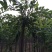 榆树8~10cm8~10cm2.5~3m