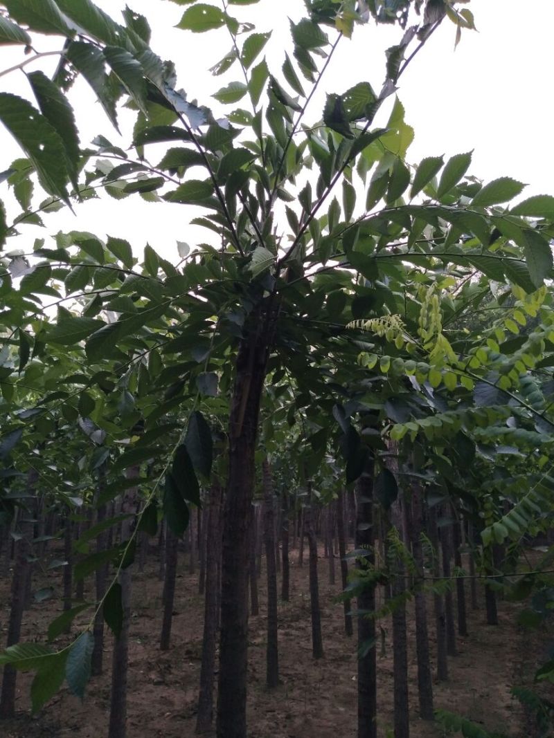 榆树8~10cm8~10cm2.5~3m