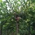 榆树8~10cm8~10cm2.5~3m