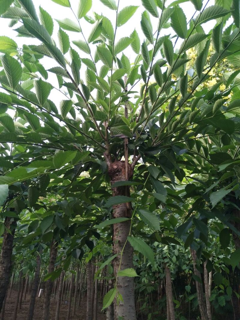 榆树8~10cm8~10cm2.5~3m