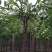 榆树8~10cm8~10cm2.5~3m