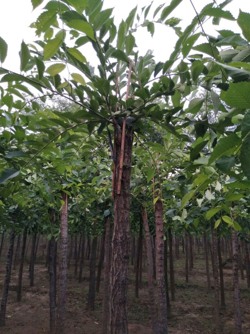 榆树8~10cm8~10cm2.5~3m