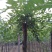 榆树8~10cm8~10cm2.5~3m