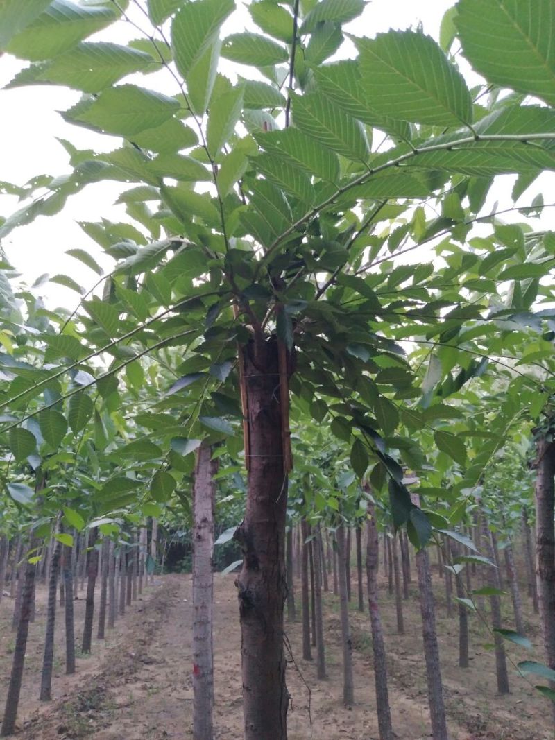 榆树8~10cm8~10cm2.5~3m
