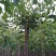 榆树8~10cm8~10cm2.5~3m