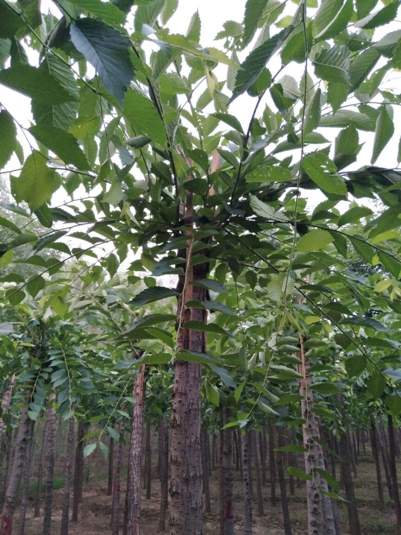 榆树8~10cm8~10cm2.5~3m