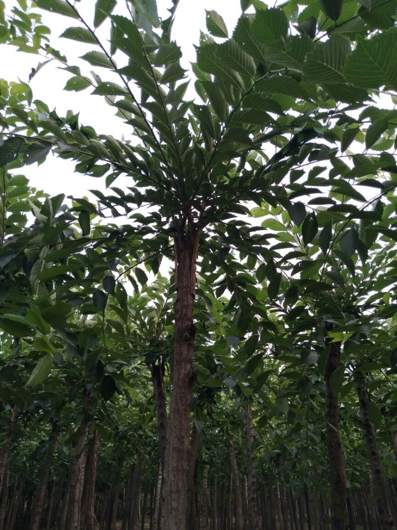 榆树8~10cm8~10cm2.5~3m