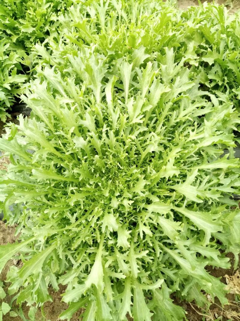 苦菊15~20cm