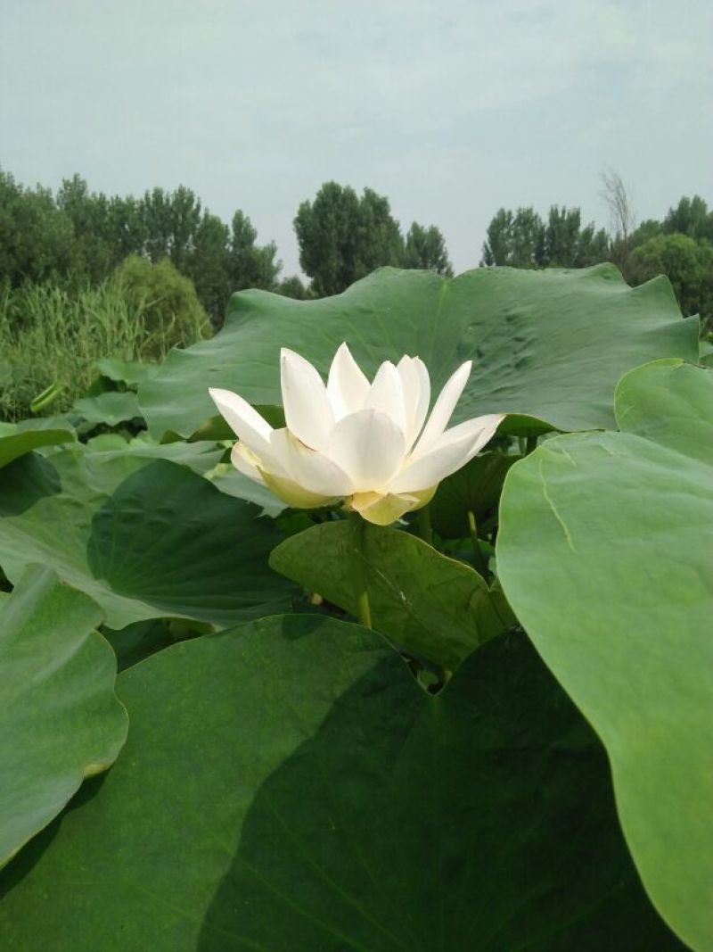 白荷花40~50cm