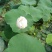 白荷花40~50cm