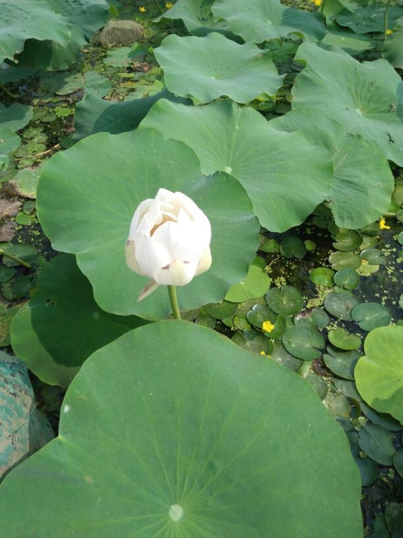 白荷花40~50cm