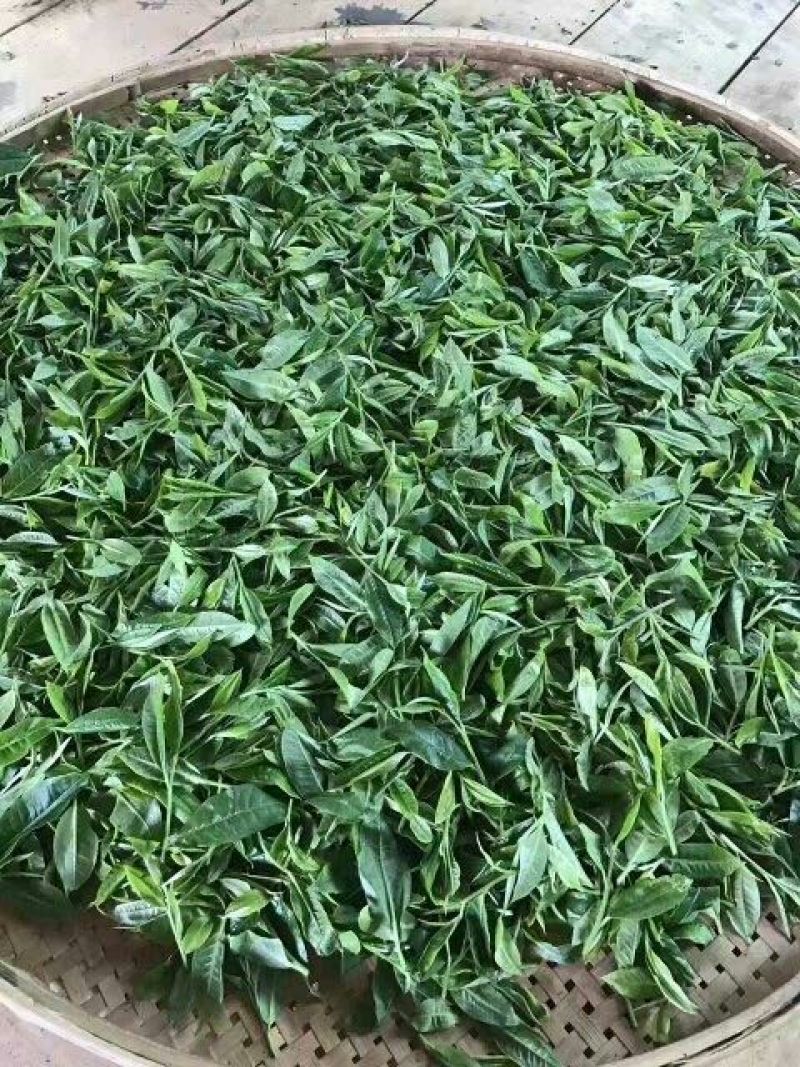 普洱茶二级