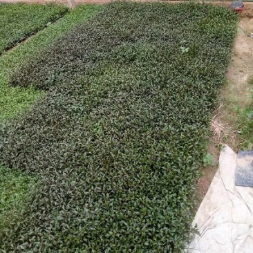 五色草