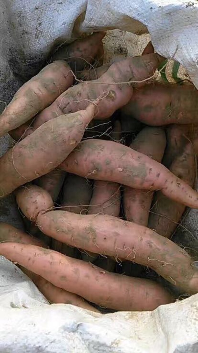 生薯3两以上小红薯红心
