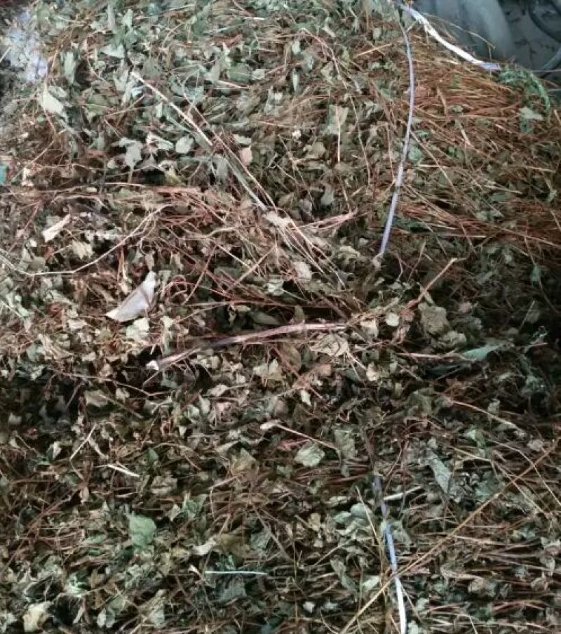 大别山中药材野生鱼腥草塑料袋