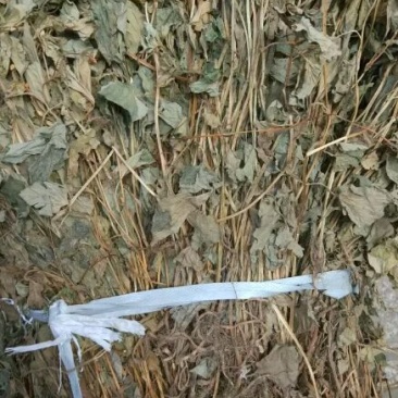 大别山中药材野生鱼腥草塑料袋