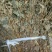 大别山中药材野生鱼腥草塑料袋