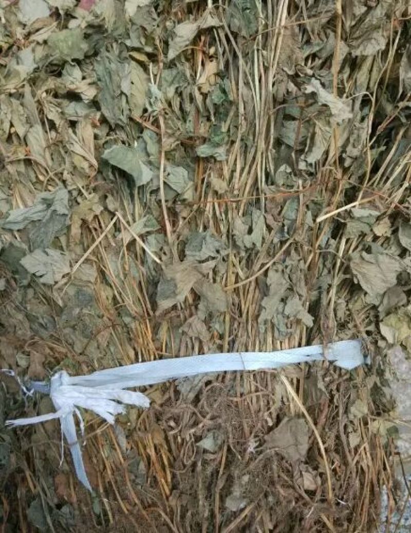 大别山中药材野生鱼腥草塑料袋