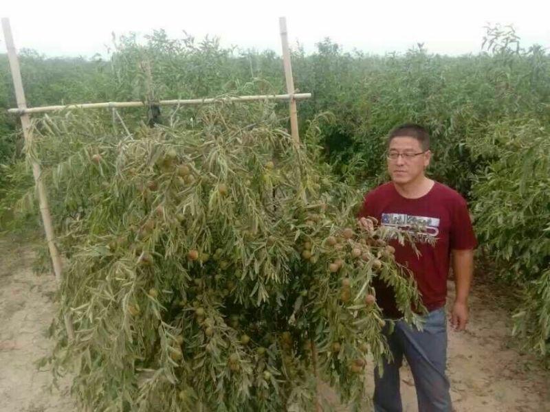冬枣树苗80~110cm