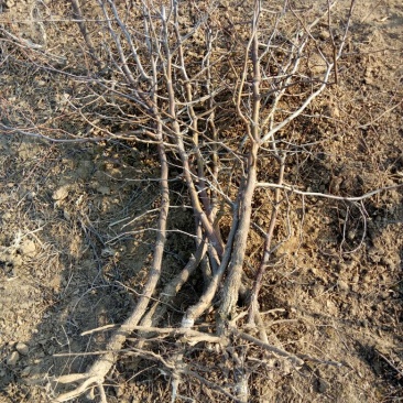 冬枣树苗80~110cm