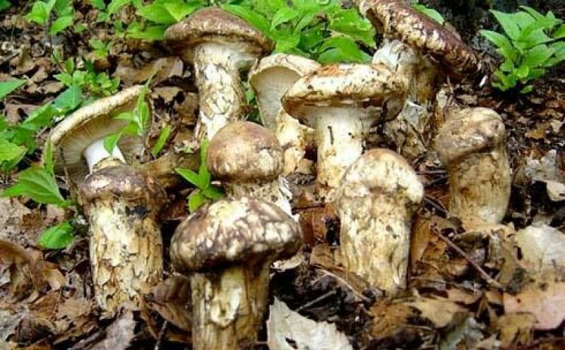 松茸特级8厘米以上