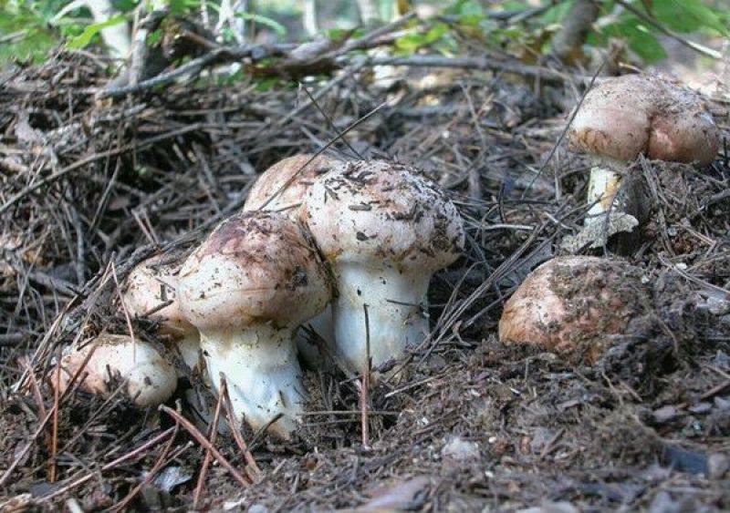 松茸特级8厘米以上